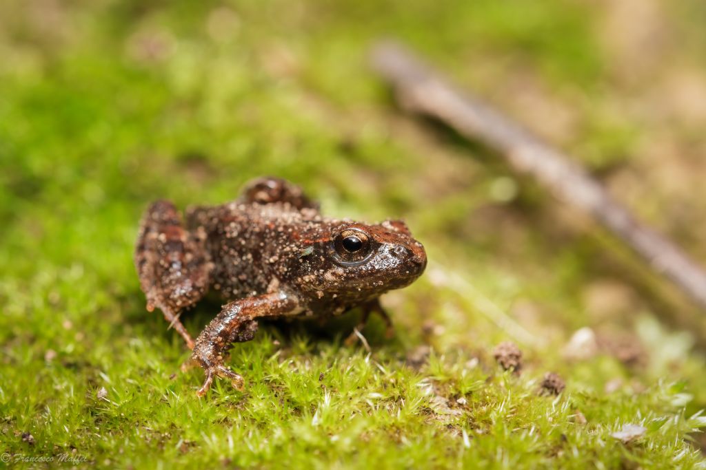 Riconoscimento rana o rospo - Bufo bufo juv.